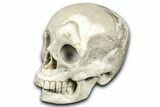 Realistic, Light Coquina Stone Skull #382130-2